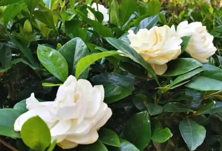 1719192692451059.png ΢ÐÅͼƬ_20240624092726.png